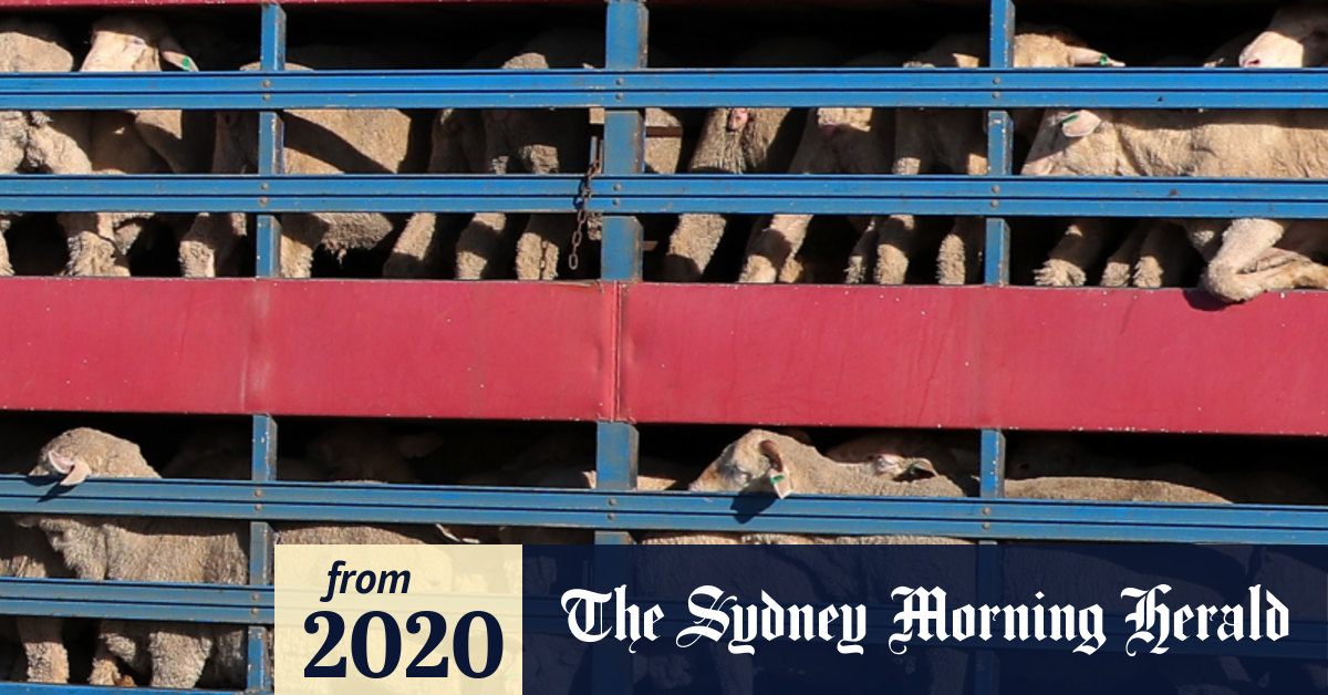 Summer Ban On Live Exports A Sham After Federal Court Ruling Mps Say 2139